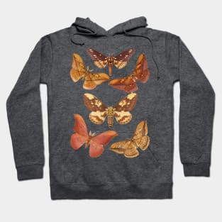 Muddle of Moths - Vintage Zoology Natural History Hoodie